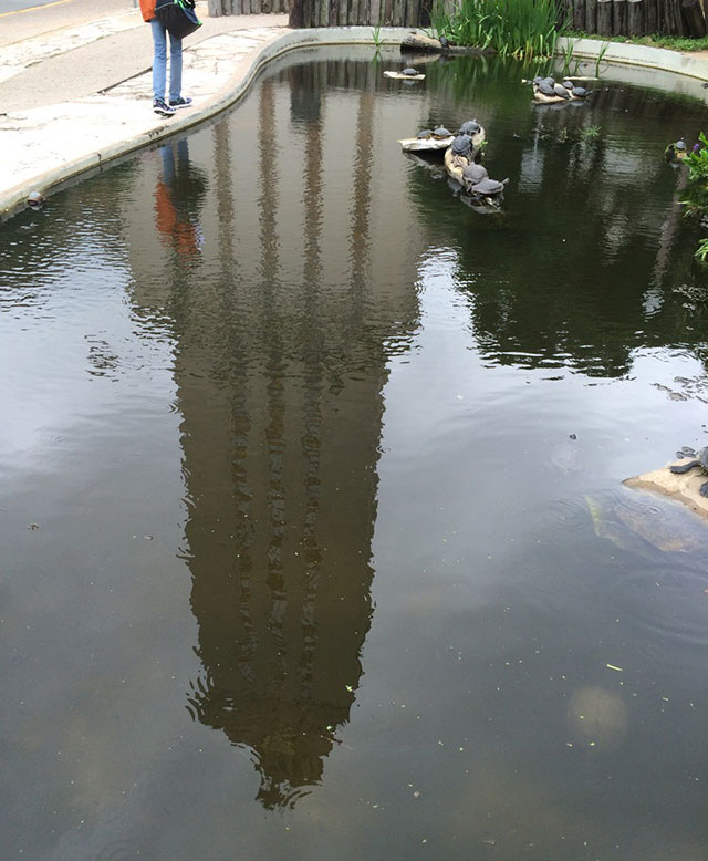 Reflection in Pond